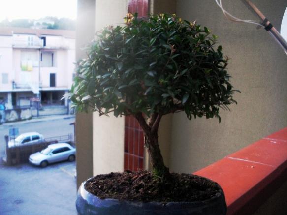 MIRTO