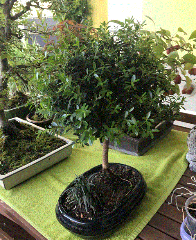 Mirto
