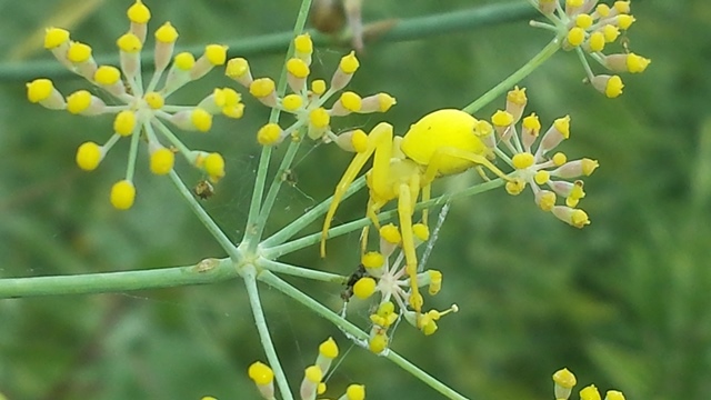 Misumena vatia gialla
