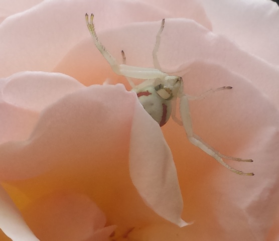 Misumena vatia in attesa dell'ammazzacaffè!