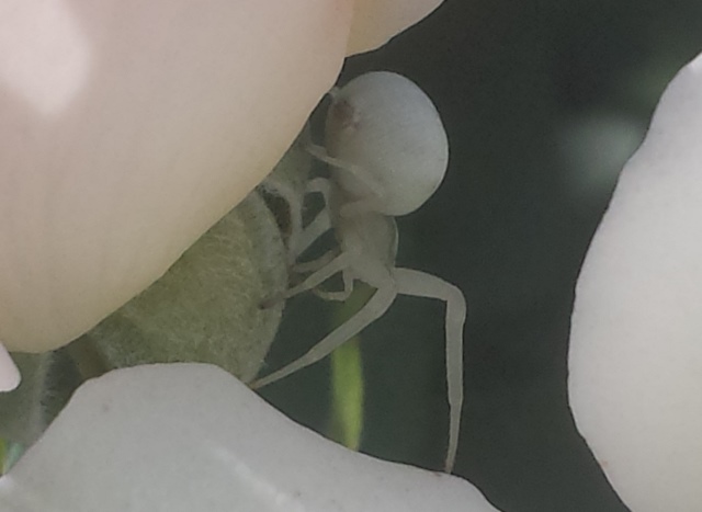 Misumena vatia
In palestra?