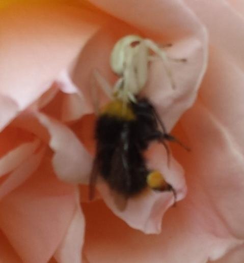 Misumena vatia in Sala ristorante (particolare)