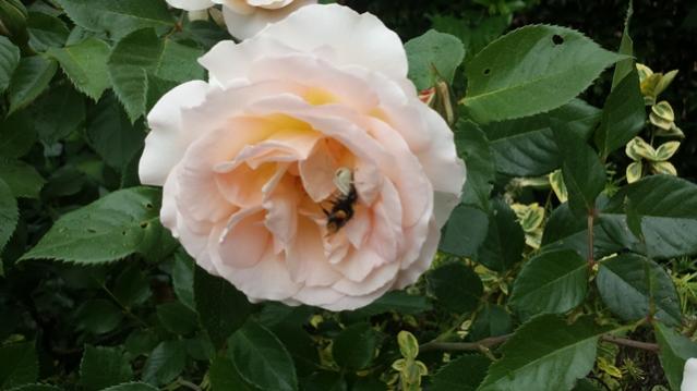 Misumena vatia in Sala ristorante