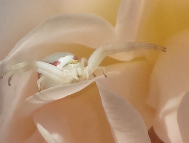 Misumena vatia