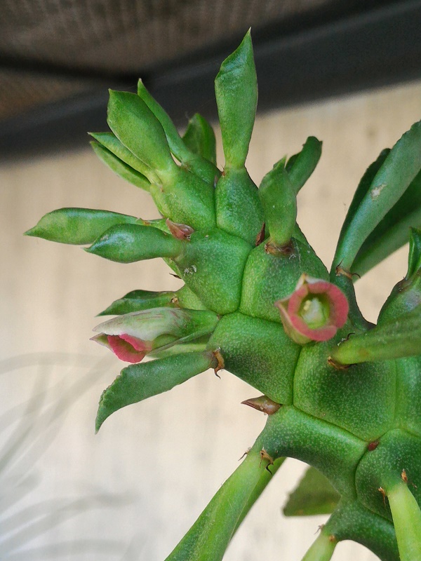 Monadenium 1