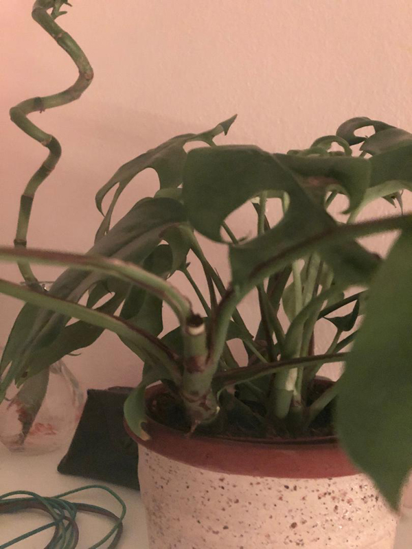 monstera minima - 2