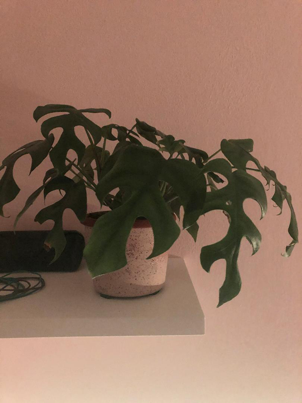 monstera minima