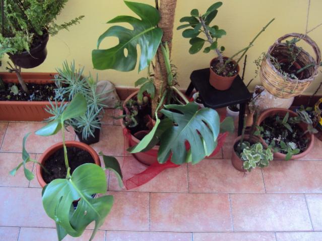 monstera