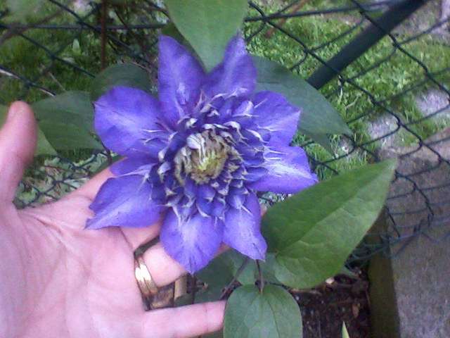 Multi Blue