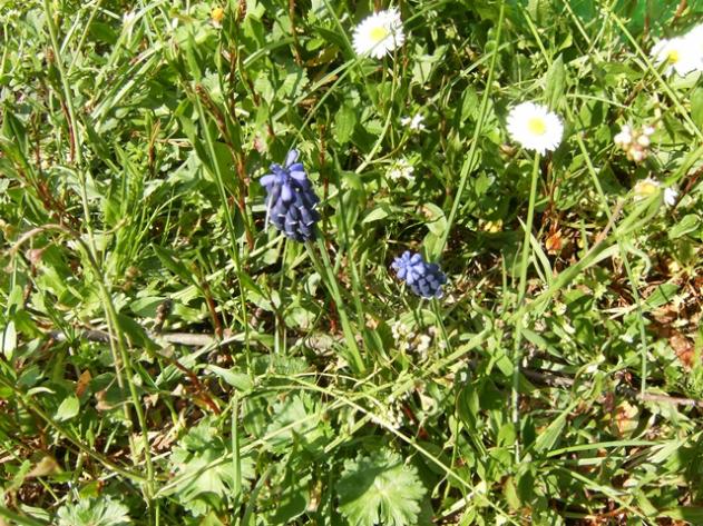 Muscari e pratoline