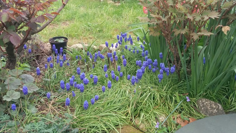 Muscari