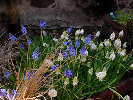 muscari