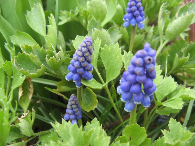 muscari_2303.