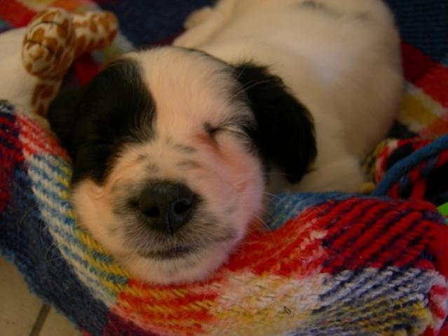 musetta!