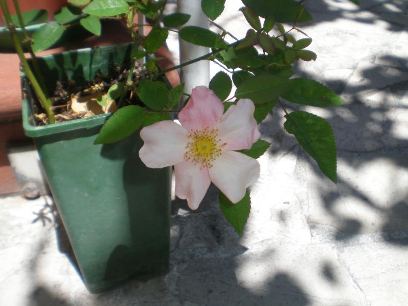 mutabilis