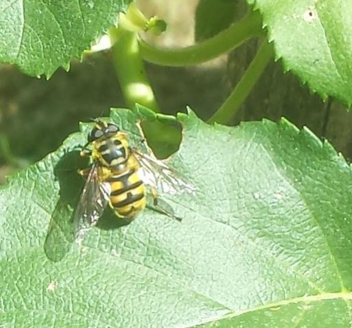 Myathropa florea

(Id: Il Conte verde)