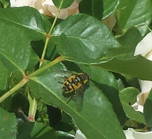 Myathropa florea mosca Syrphidae