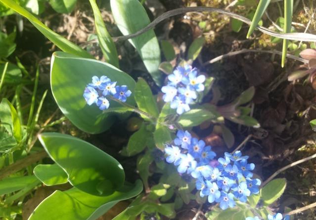Myosotis