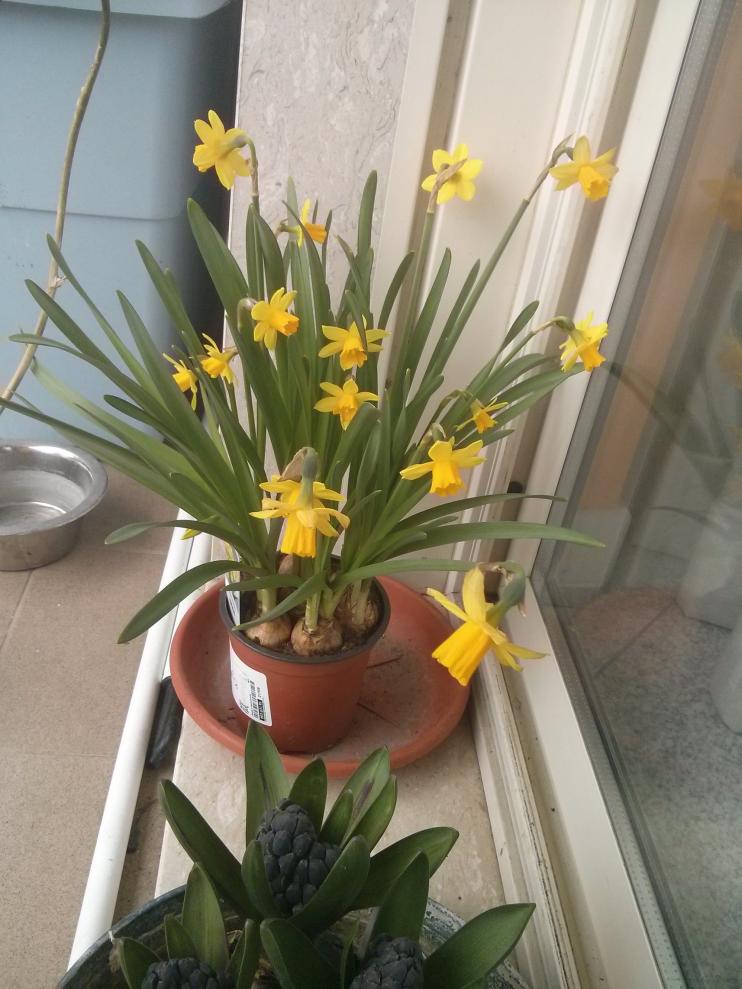 Narcisi
