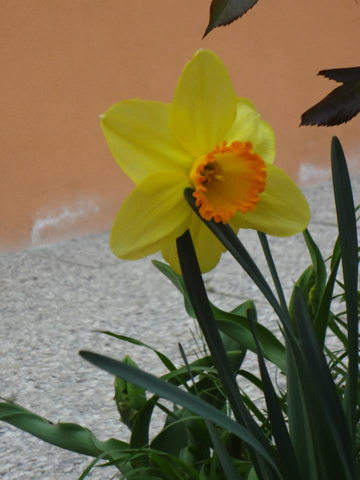 NARCISI6
