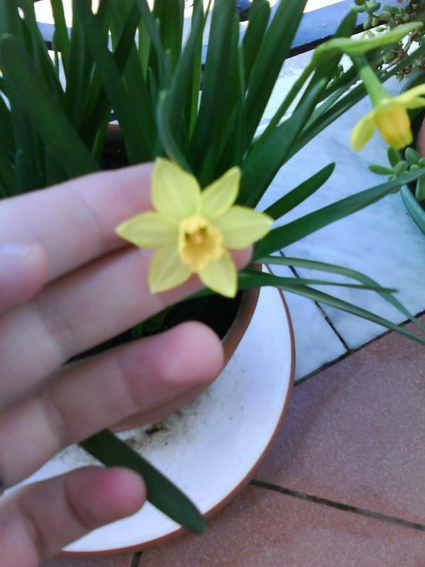 Narciso nano