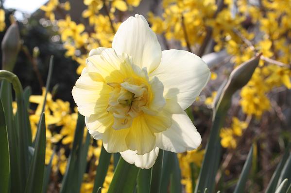 Narcissus Obdam