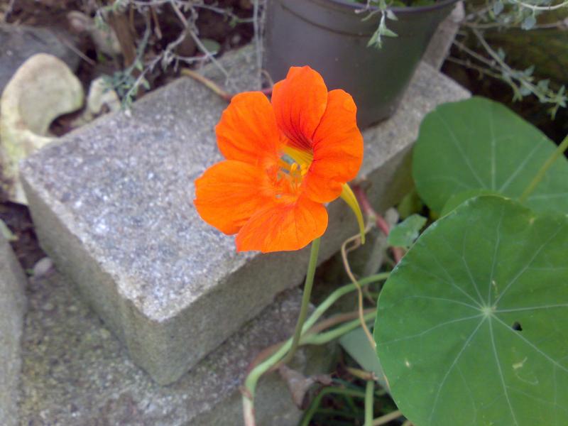 nasturzio