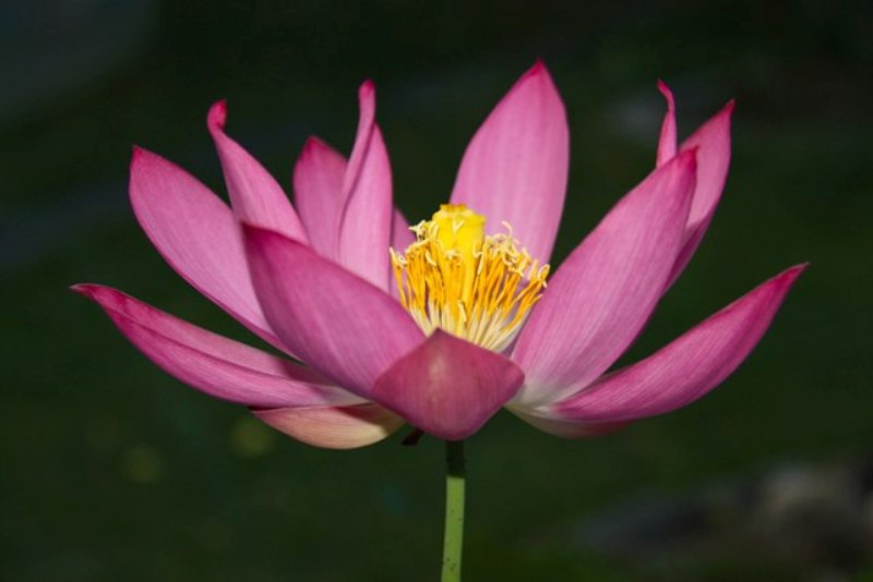 Nelumbo nucifera - Fior di loro (var. Hong Lin Jin)