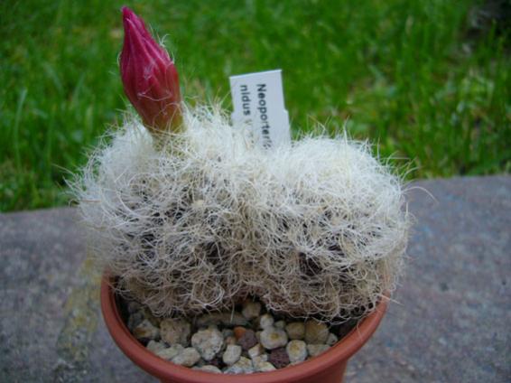 neoporteria nidus v.senillis