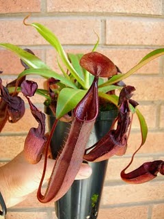 Nepenthes black