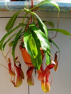 Nepenthes ventrata