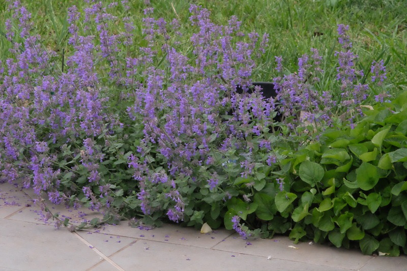 Nepeta Mussinii