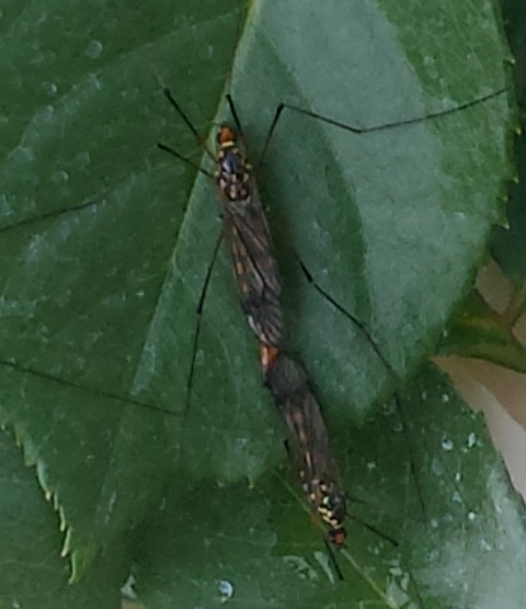 Nephrotoma flavipalpis, ditteri della famiglia Tipulidae
(Id. il Conte verde)
In stanza doppia!!!
(Coppia clandestina?)