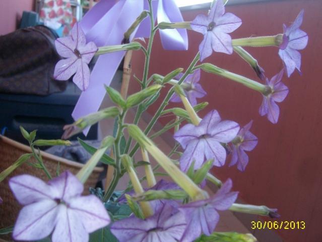 nicotiana 1