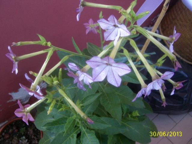 nicotiana 2