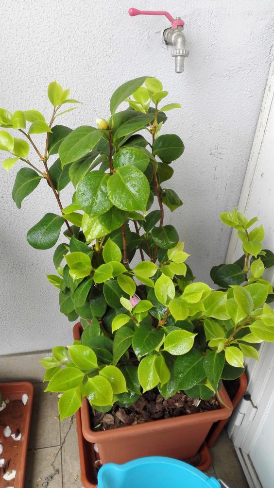 Niente fiori per la Pearl Maxwell ma la sua ripresa vegetativa è soddisfacente quasi quanto una abbondante fioritura