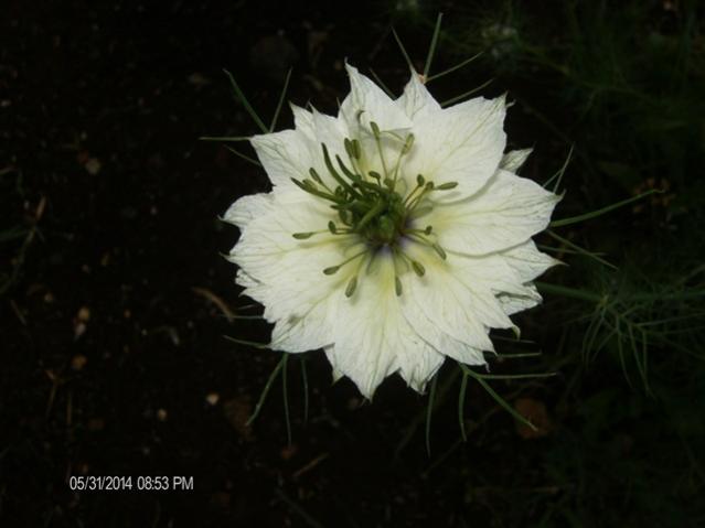 Nigella damascena