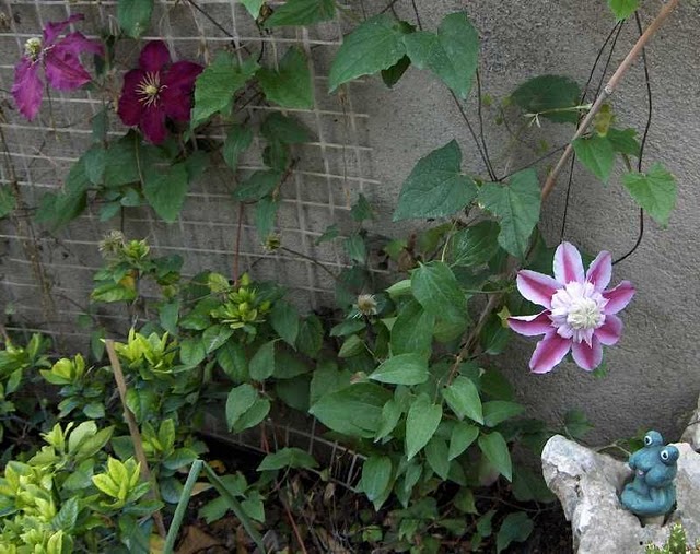 Niobe e Josephine evijohil (clematis)