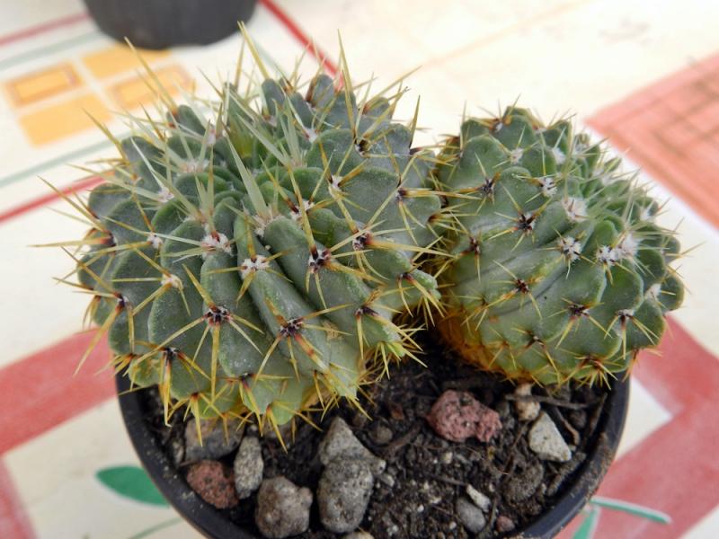 Notocactus buiningii