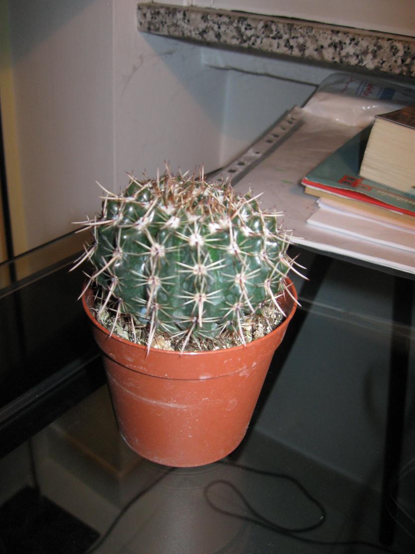 notocactus mammul