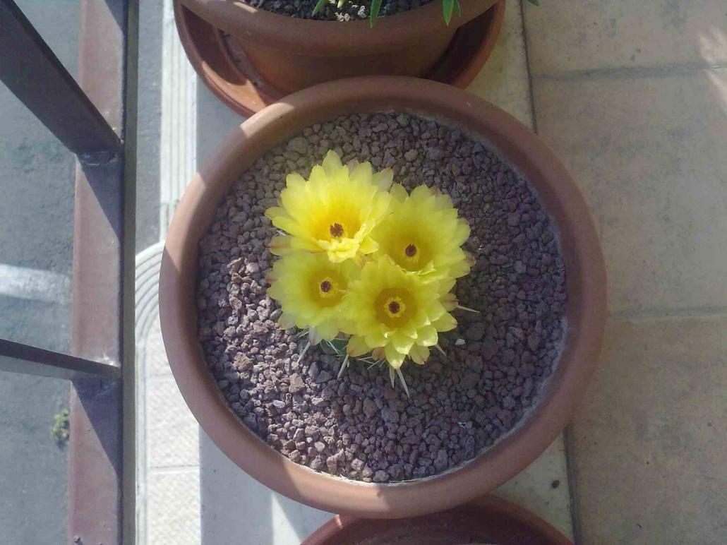 notocactus submammulosus