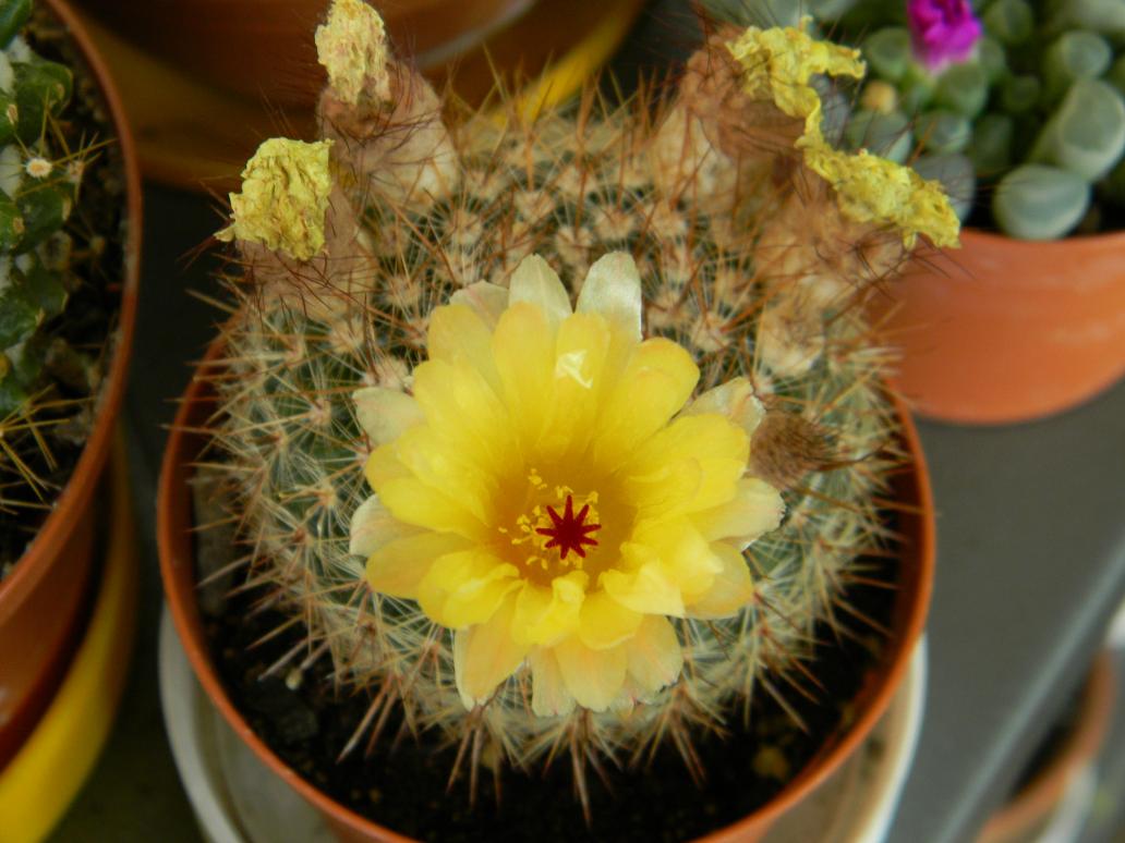 Notocactus uebelmannianus
DSCN1596