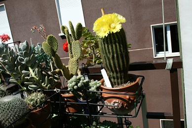 notocactus warasii in fiore 2010