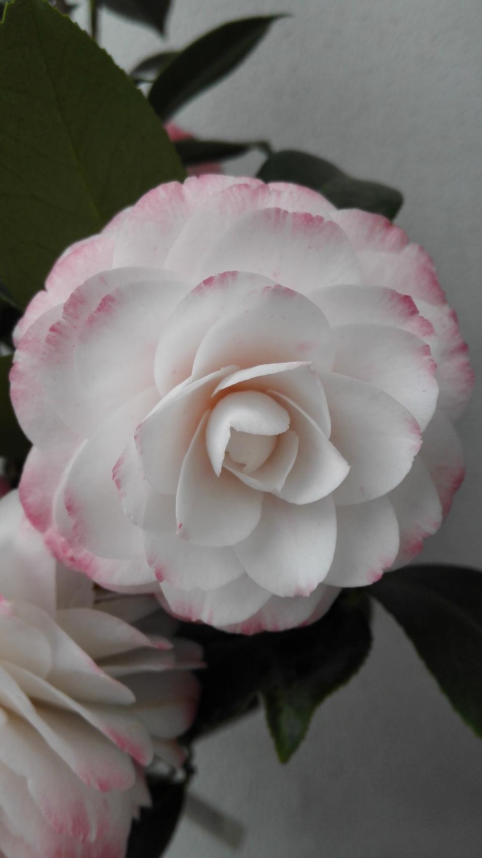 Nuccio's Pearl