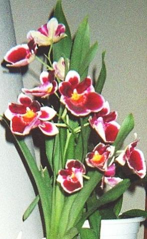 Nuovo 1 B800914 N033 ID3085448 FF P001