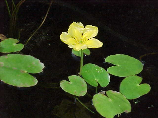 Nymphoides peltata