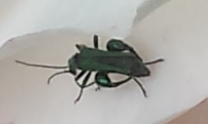 Oedemera nobilis
(Id. Il Conte verde)