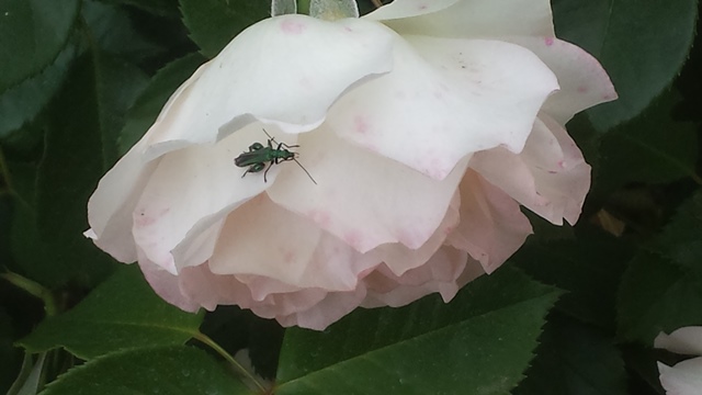 Oedemera nobilis
(id. Il Conte verde)