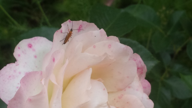 Oedemera podagrariae
(Id. il Conte verde)