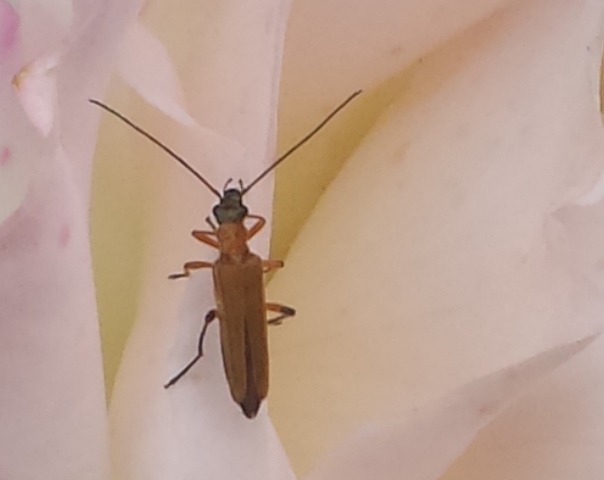 Oedemera podagrariae
(Id. il Conte verde)